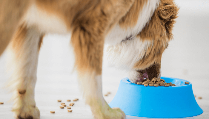 犬　食事　悩み